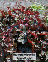 Heuchera micrantha Palace Purple