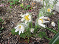 Pulsatilla vulgaris