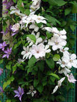 Clematis 