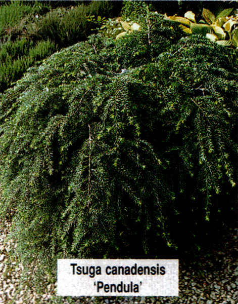 Тсуга канадская Пендула (Tsuga canadensis Pendula) - описание и фото растения