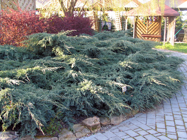 Можжевельник чешуйчатый Блю Карпет (Juniperus squamata Blue Carpet) - описание и фото растения