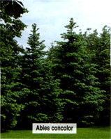 Abies concolor