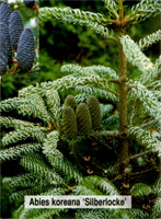 Abies koreana Silberlocke