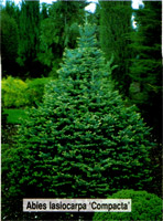 Abies lasiocarpa Compacta