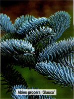 Abies procera Glauca