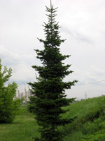 Abies sibirica