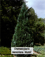 Chamaecyparis lawsoniana Alumii