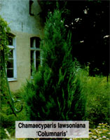 Chamaecyparis lawsoniana Columnaris