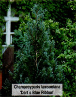 Chamaecyparis lawsoniana Darts Blue Ribbon