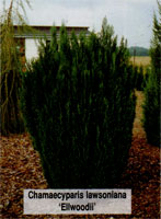 Chamaecyparis lawsoniana Ellwoodii