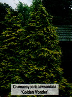 Chamaecyparis lawsoniana Golden Wonder