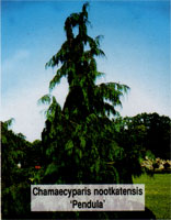 Chamaecyparis nootkatensis Pendula