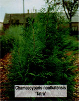 Chamaecyparis nootkatensis Tatra