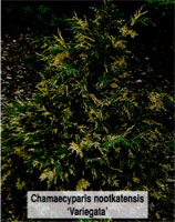 Chamaecyparis nootkatensis Variegata
