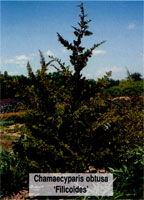 Chamaecyparis obtusa filicoides