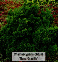 Chamaecyparis obtusa Nana Gracilis