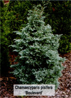 Chamaecyparis pisifera Boulevard