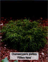 Chamaecyparis pisifera Filifera Nana