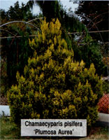 Chamaecyparis pisifera Plumosa Aurea