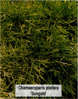 Chamaecyparis pisifera Sungold