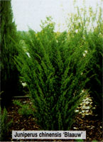 Juniperus chinensis Blaauw