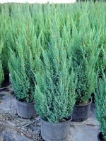 Juniperus chinensis Blue Point