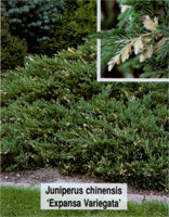 Juniperus chinensis Expansa Variegata