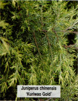 Juniperus chinensis Kuriwao Gold