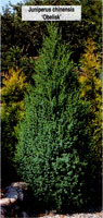 Juniperus chinensis Obelisk