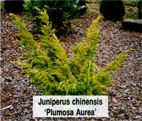 Juniperus chinensis Plumosa Aurea