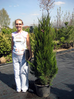 Juniperus chinensis Spartan