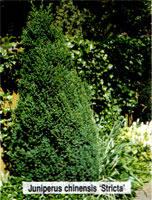 Juniperus chinensis Stricta