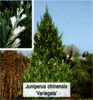 Juniperus chinensis Variegata