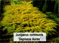 Juniperus communis Depressa Aurea
