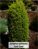 Juniperus communis Gold Cone