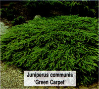 Juniperus communis Green Carpet