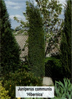 Juniperus communis Hiberniсa