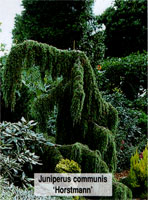Juniperus communis Horstman