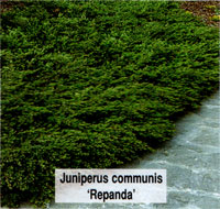 Juniperus communis Repanda