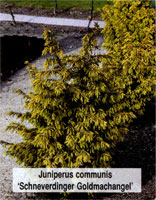 Juniperus communis Schneverdinger Goldmachangel