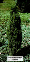 Juniperus communis Sentinel