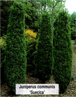 Juniperus communis Suecica