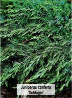 Juniperus conferta Schlager