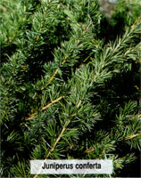 Juniperus conferta