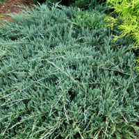 Juniperus horisontalis Glauca