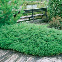Juniperus horisontalis Prince of Wales