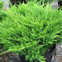 Juniperus horisontalis Andorra Compact