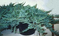 Juniperus horisontalis Blue Chip