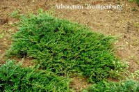 Juniperus horizontalis Prostrata