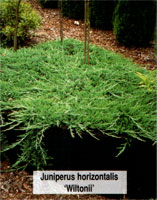 Juniperus horizontalis Wiltonii